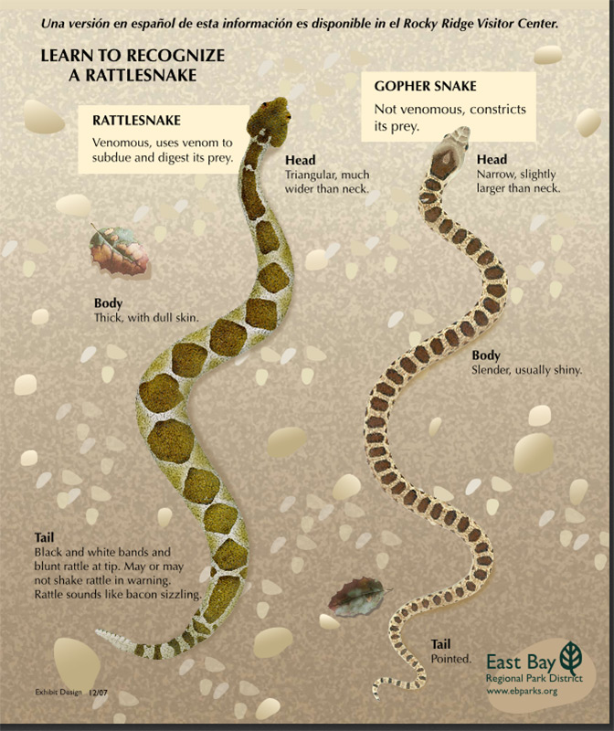 EBRPD: Rattlesnake Safety in the Regional Parks