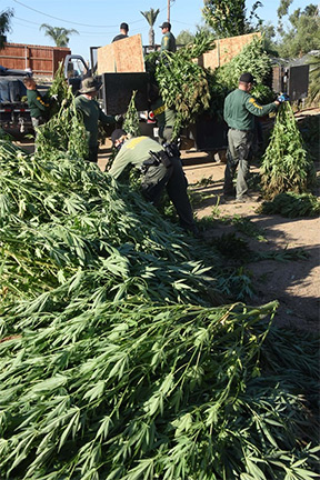 marijuana sheriffs cultivation